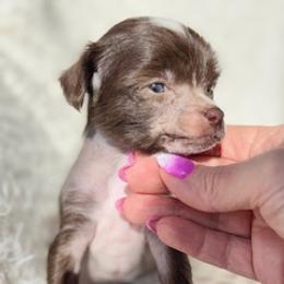 Chinese Crested Puppies from Royal Chinese Crested