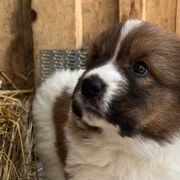 Girl 1 - Yellow - Karakachan puppy in Michigan from MI Family Farm