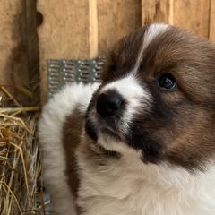 Girl 1 - Yellow - Karakachan puppy in Michigan from MI Family Farm