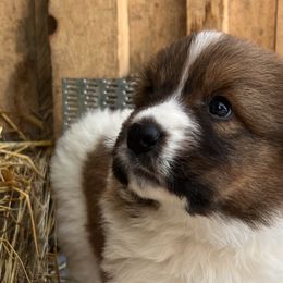 Girl 1 - Yellow - Karakachan puppy in Michigan from MI Family Farm