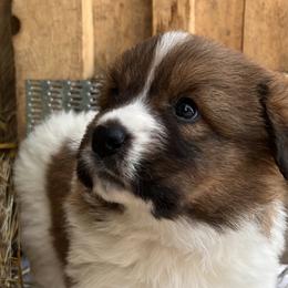Girl 1 - Yellow - Karakachan puppy in Michigan from MI Family Farm