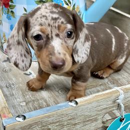 Dachshund Puppies from Doxie Dapples