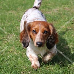 Dachshunds from Rissas CrAz Critters