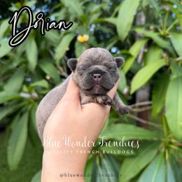 Dorian Haviliard - Blue fawn male French Bulldog puppy in Loxahatchee, Florida from Blue Wonder Frenchies