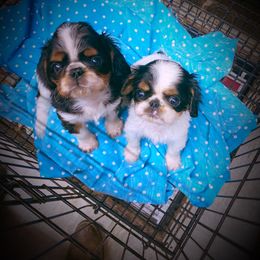 English Toy Spaniel Puppies from Skyline