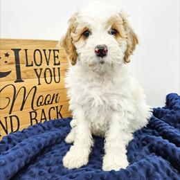 Chili - Red male Bernedoodle puppy in Granton, Wisconsin from Rose River Farms
