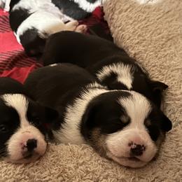 American Corgi and Pembroke Welsh Corgi Puppies from Wild West Corgis