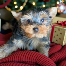 Cute Girl - Black and gold female Yorkshire Terrier puppy in Stanton, California from Essence of Grace Yorkies