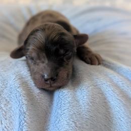 Ned - Merle male Goldendoodle puppy in Rockledge, Florida from Bellady's Shihpoos