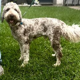 BENSON - Merle male Goldendoodle puppy in Bay City, Texas from Charming Doods Goldendoodles