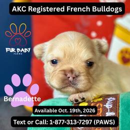 Bernadette - Cream female French Bulldog puppy in Michigan from Fur Baby Farms