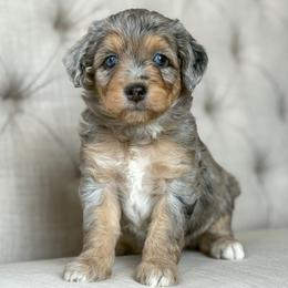 Gym Shoes👟 - Blue merle female Aussiedoodle puppy in Granbury, Texas from Triple Cross Doodles