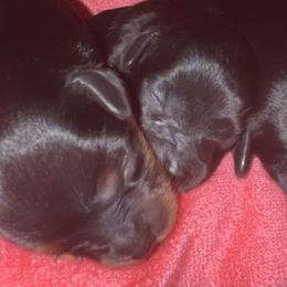 Cavapoos, Poodles, and Yorkshire Terriers from Hollywood Furbabies LLC