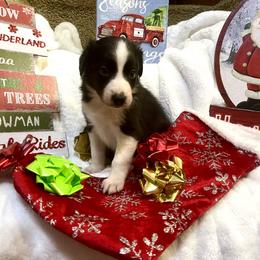 Border Collie and Jack Russell Terrier Puppies from CP FARMS BORDER COLLIES N JACKS CORP