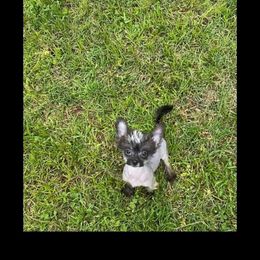 Chihuahua and Chinese Crested Puppies from Western Kentucky Chihuahua’s and Chinese Crested’s