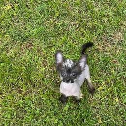 Chihuahua and Chinese Crested Puppies from Western Kentucky Chihuahua’s and Chinese Crested’s