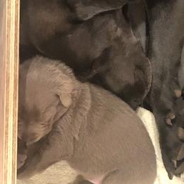 Dilute Retriever and Labrador Retriever Puppies from Winter Creek Labradors