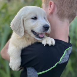 Mr Green - Light golden male Golden Retriever puppy in Nampa, Idaho from Farmhouse Goldens