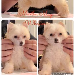 Chinese Crested and Poodle Puppies from Ariella Standard Poodles & Chinese Cresteds