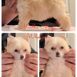 Chinese Crested and Poodle Puppies from Ariella Standard Poodles & Chinese Cresteds