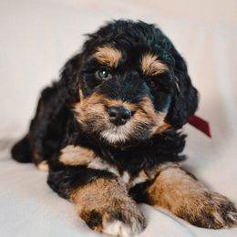 Aussiedoodle, Australian Labradoodle, Bernedoodle, and Golden Retriever Puppies from Golden Light Puppies