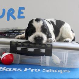 Lure - Black and white female English Springer Spaniel puppy in Barnstead, New Hampshire from C & S Farms