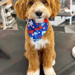 Goldendoodle puppies from Dashing Doodle Pups