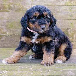 Shiloh's Black and Tan Girl - Black phantom female Aussiedoodle puppy in Burkesville, Kentucky from Bline’s Awesome Aussies & Doxies at the Bline Family Farm