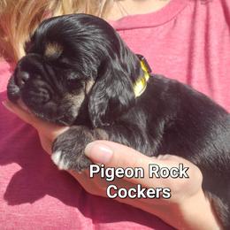 Pigeon Rock Cocker's Yellow Collar - Black and tan male Cocker Spaniel puppy in Calhoun, Georgia from Pigeon Rock Cockers