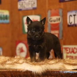 Vito - Black and tan male German Shepherd puppy in Philippi, West Virginia from Vom Haus Highlands