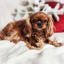 Benelli - Cavalier King Charles Spaniel