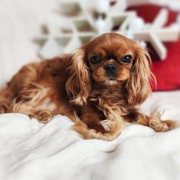 Benelli - Cavalier King Charles Spaniel