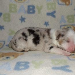 Miniature Australian Shepherd Puppies from High Mountain Aussies