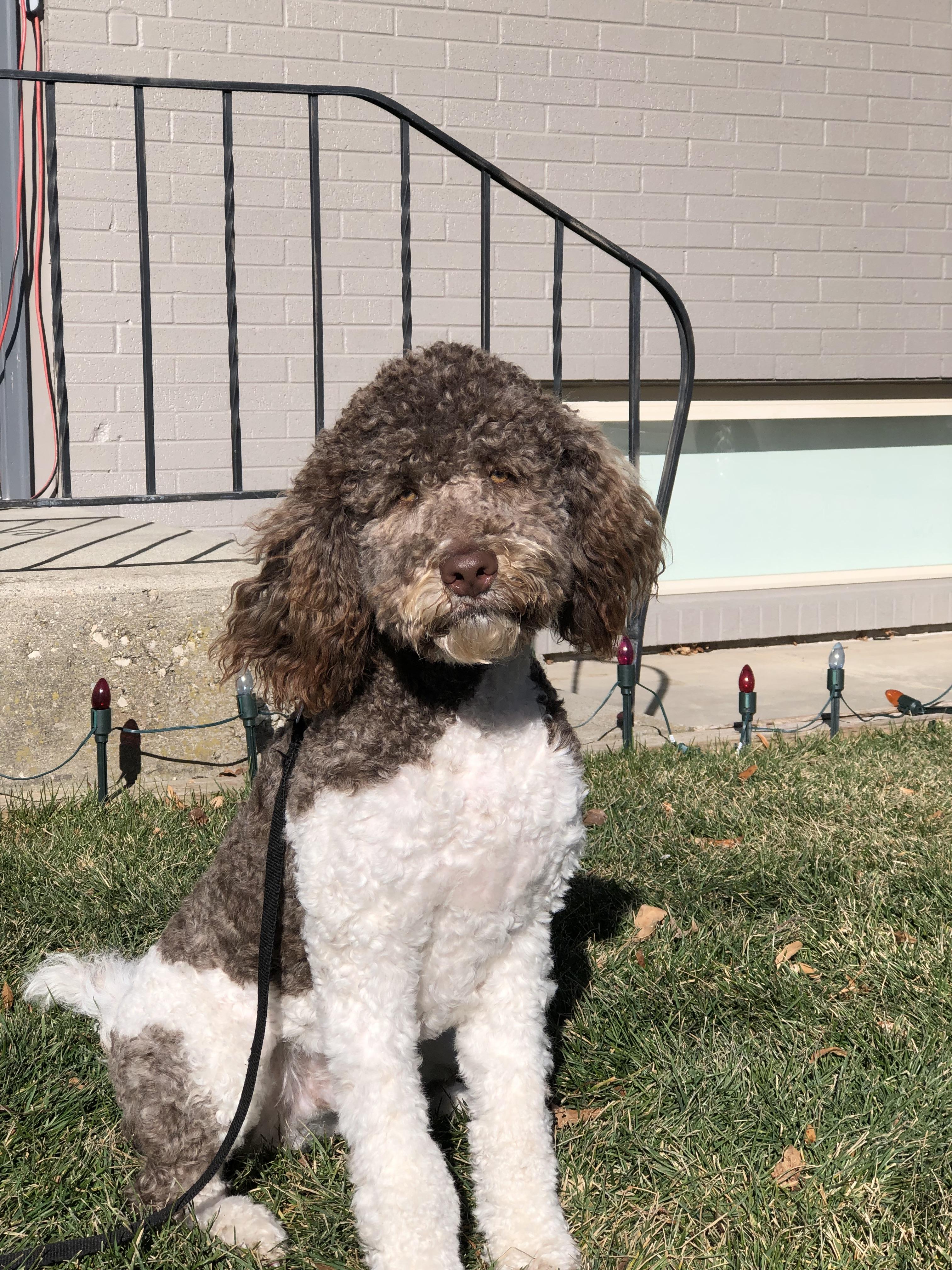 Dodger
