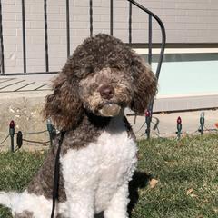 Dodger - Labradoodle