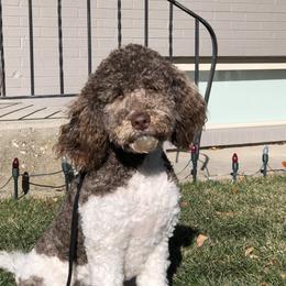 Dodger - Labradoodle