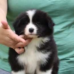 Girl 2 - Black and white Border Collie puppy in Oroville, California from Kagee Border Collies