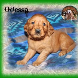 Odessa - Dark golden male Golden Retriever puppy in Anson, Texas from Diamond Bar N Ranch