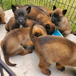 Belgian Malinois and German Shepherd Puppies from True Grit Kennels