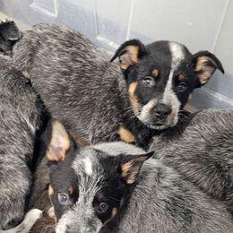 Girl 1 - Blue female Australian Cattle Dog puppy in Dalton, Pennsylvania from Whiteduck Mountain Kennel AKC Australian Cattle Dogs and AKC Fox Red Labrador Retrievers
