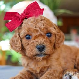 Fern - Red female Cavapoo puppy in Salado, Texas from Red Ranch Dogs
