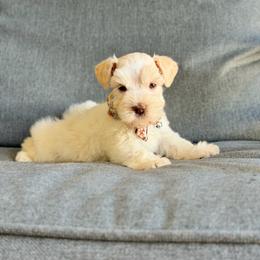 Pearl - Wheaten female Miniature Schnauzer puppy in Montebello, California from Rod Schnauzers