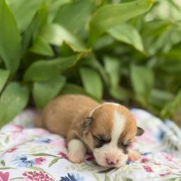 Etta - Red female Pembroke Welsh Corgi puppy in Sheldon, Missouri from Clearsky Corgis