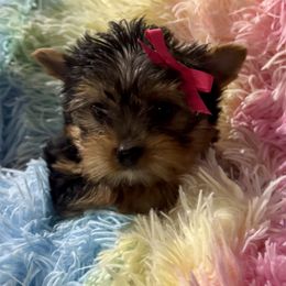 Baby girl magenta - Blue and gold female Yorkshire Terrier puppy in Milton, Florida from Sassenach Yorkie Kennels