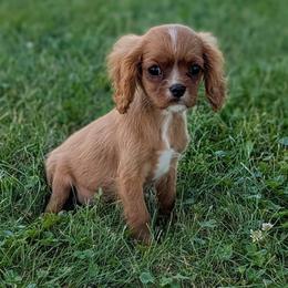 Spirit - Black and tan male Cavalier King Charles Spaniel puppy in Rockville, Maryland from Skais the Limit