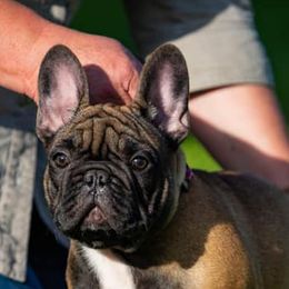 French Bulldogs from Linda's French Bulldogs