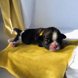 AKC-Chip - Brindle and white male Shih Tzu puppy in Charlotte, North Carolina from Judy's Shih Tzus