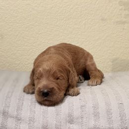 Double Doodle, Goldendoodle, Labradoodle, and Poodle Puppies from Amore Doodles & Poodles