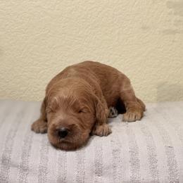 Double Doodle, Goldendoodle, Labradoodle, and Poodle Puppies from Amore Doodles & Poodles