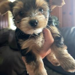 White face - Black and tan male Yorkshire Terrier puppy in Shawnee, Kansas from Shay’s Yorkies